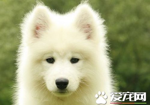 如何喂養薩摩耶犬 很小的狗要少吃多餐