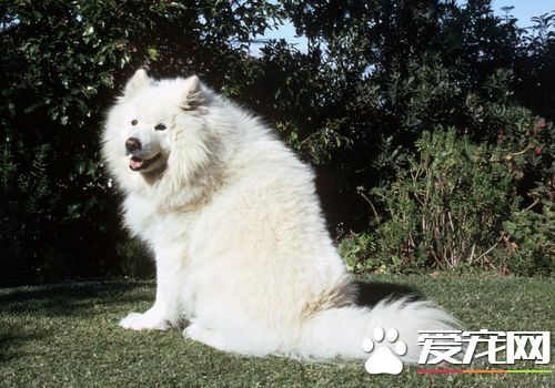 如何喂養薩摩耶犬 很小的狗要少吃多餐