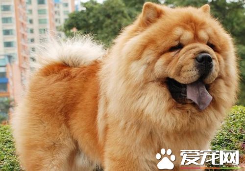 如何喂養松獅犬 掌握一個原則不要喂得太飽