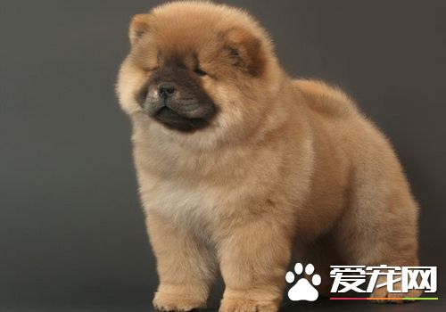 如何喂養松獅犬 掌握一個原則不要喂得太飽