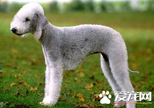 如何馴養貝靈頓梗 完成後給與物質獎勵