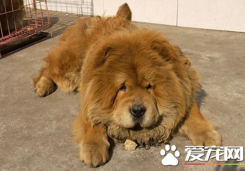 如何喂養松獅犬 掌握一個原則不要喂得太飽