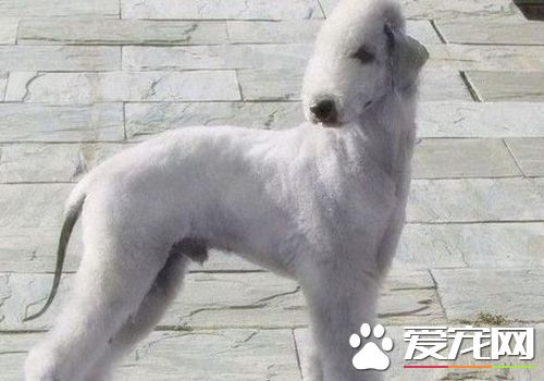 如何馴養貝靈頓梗 完成後給與物質獎勵