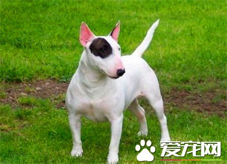 女孩子適合養牛頭梗嗎 不管是誰都是可以飼養