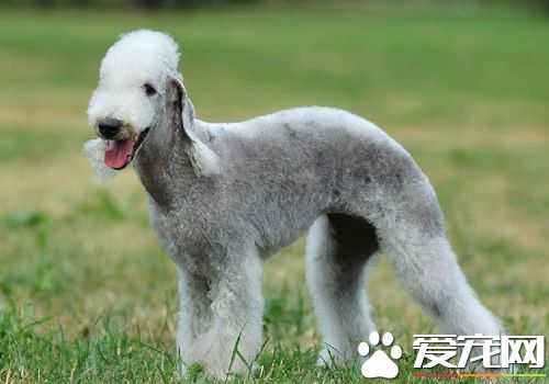 如何馴養貝靈頓梗 完成後給與物質獎勵
