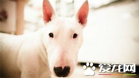 女孩子適合養牛頭梗嗎 不管是誰都是可以飼養