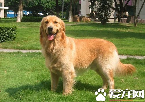 如何養金毛尋回犬 不要喂食一些不易消化的食物