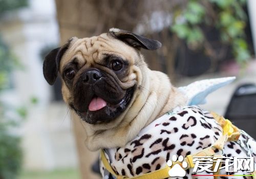 如何預防巴哥犬掉毛 不斷地替巴哥犬梳毛