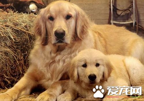 如何養金毛尋回犬 不要喂食一些不易消化的食物