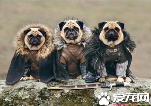 如何預防巴哥犬掉毛 不斷地替巴哥犬梳毛