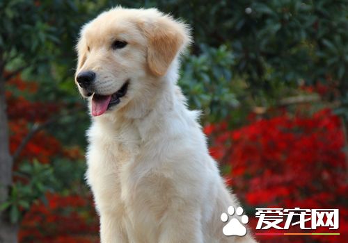 如何養金毛尋回犬 不要喂食一些不易消化的食物