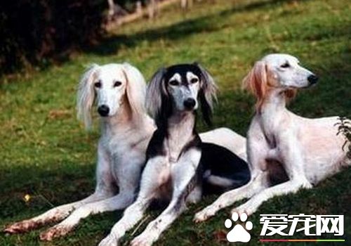 薩路基獵犬喂養與管理 要吃大約二百多克的肉類