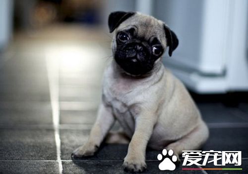 如何預防巴哥犬掉毛 不斷地替巴哥犬梳毛