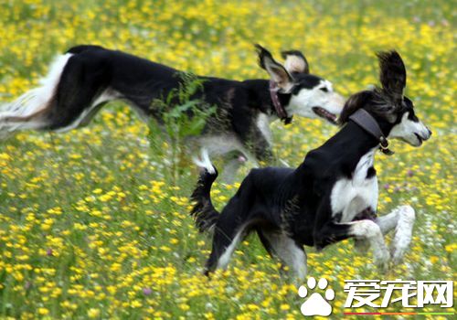 薩路基獵犬喂養與管理 要吃大約二百多克的肉類