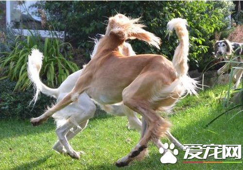 薩路基獵犬喂養與管理 要吃大約二百多克的肉類