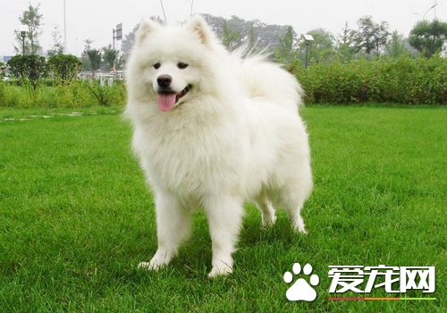 薩摩耶犬聰明嗎 很聰明能夠聽懂人的話