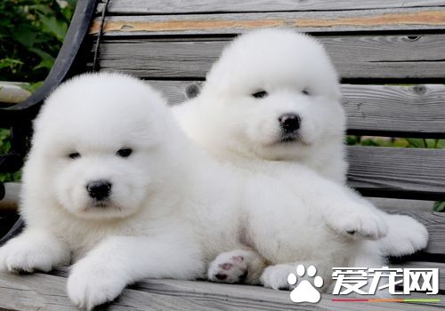薩摩耶犬聰明嗎 很聰明能夠聽懂人的話