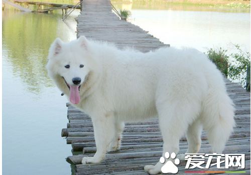 薩摩耶犬聰明嗎 很聰明能夠聽懂人的話
