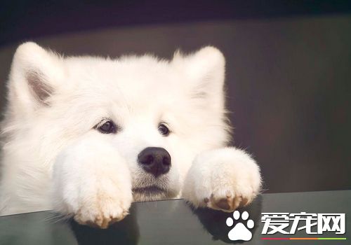 薩摩耶犬的飼養方法不要讓幼犬吃人們的剩菜剩飯