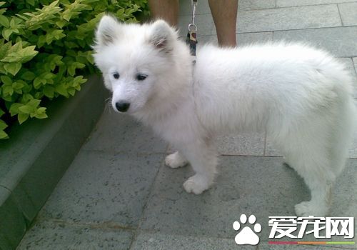 薩摩耶犬的飼養方法不要讓幼犬吃人們的剩菜剩飯