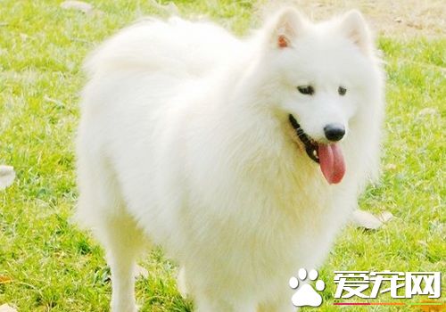 薩摩耶犬的飼養方法不要讓幼犬吃人們的剩菜剩飯