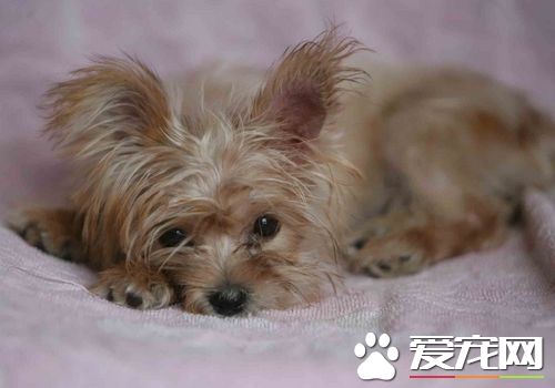 絲毛梗如何喂養 飼養中多補充鈣粉和維生素