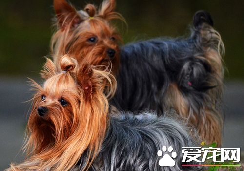 絲毛梗如何喂養 飼養中多補充鈣粉和維生素