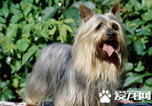 絲毛梗怎麼美容 絲毛梗梳毛需要每天至少1次