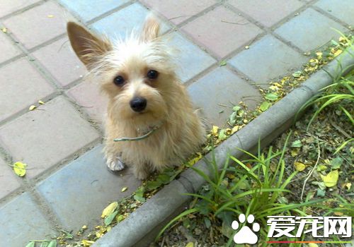 絲毛梗怎麼美容 絲毛梗梳毛需要每天至少1次
