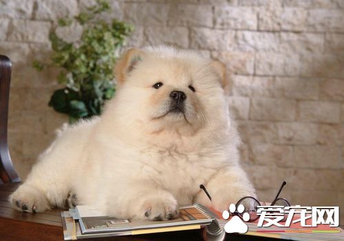 松獅犬犬瘟熱後期 主要症狀眼鼻有分泌物