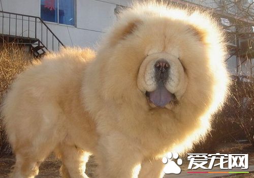 松獅犬犬瘟熱後期 主要症狀眼鼻有分泌物