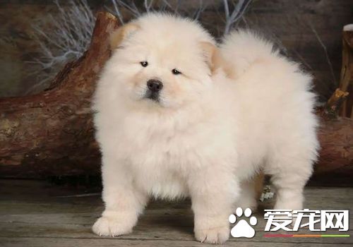 松獅犬犬瘟熱後期 主要症狀眼鼻有分泌物