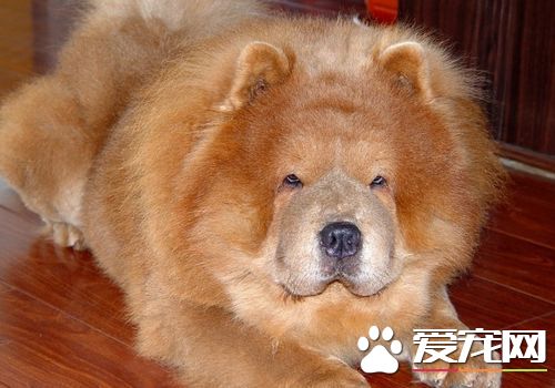 松獅犬適合家養嗎 是一種非常挑剔的寵物犬