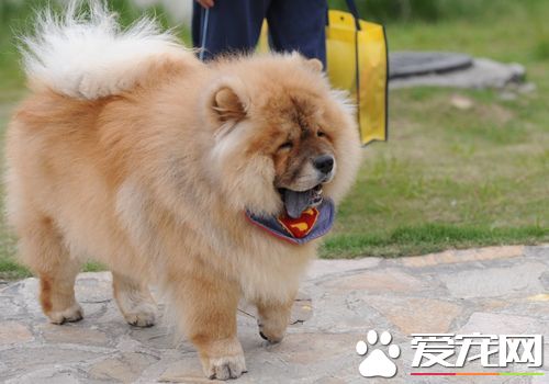松獅犬喂養 最關鍵的是一周要斷糧一天