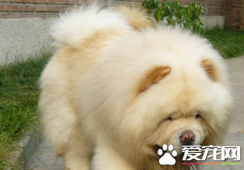 松獅犬適合家養嗎 是一種非常挑剔的寵物犬