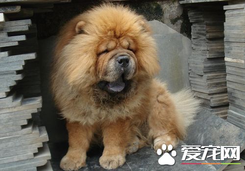 松獅犬適合家養嗎 是一種非常挑剔的寵物犬