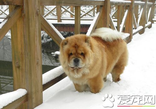 松獅犬喂養 最關鍵的是一周要斷糧一天