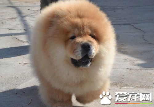 松獅犬喂養 最關鍵的是一周要斷糧一天