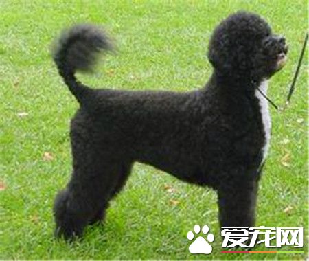 葡萄牙水犬特點 一種精力充沛而不誇張的狗