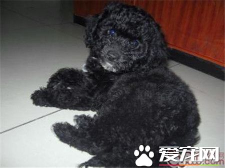 葡萄牙水犬特點 一種精力充沛而不誇張的狗