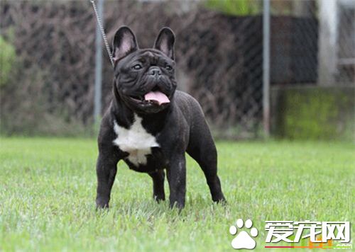 法國斗牛犬鑒別 法國斗牛犬呈現正方形的腦袋