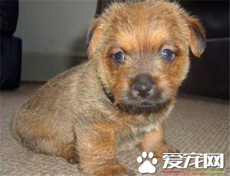 羅福梗犬好養嗎 羅福梗是一種非常好的狩獵犬