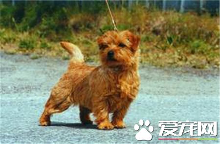 羅福梗犬好養嗎 羅福梗是一種非常好的狩獵犬