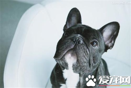 法國斗牛犬鑒別 法國斗牛犬呈現正方形的腦袋