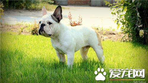法國斗牛犬好嗎 這個得看個人的喜好來決定