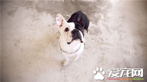 法國斗牛犬好嗎 這個得看個人的喜好來決定