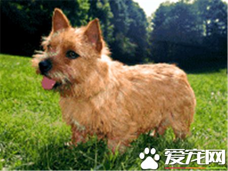 羅福梗犬好養嗎 羅福梗是一種非常好的狩獵犬