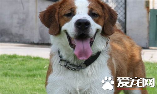 聖伯納犬吃飯嗎 最好吃狗糧吃飯也是可以的