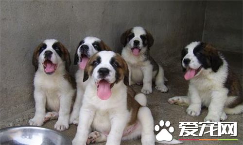 聖伯納犬吃飯嗎 最好吃狗糧吃飯也是可以的