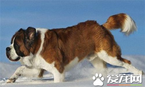 聖伯納犬吃飯嗎 最好吃狗糧吃飯也是可以的